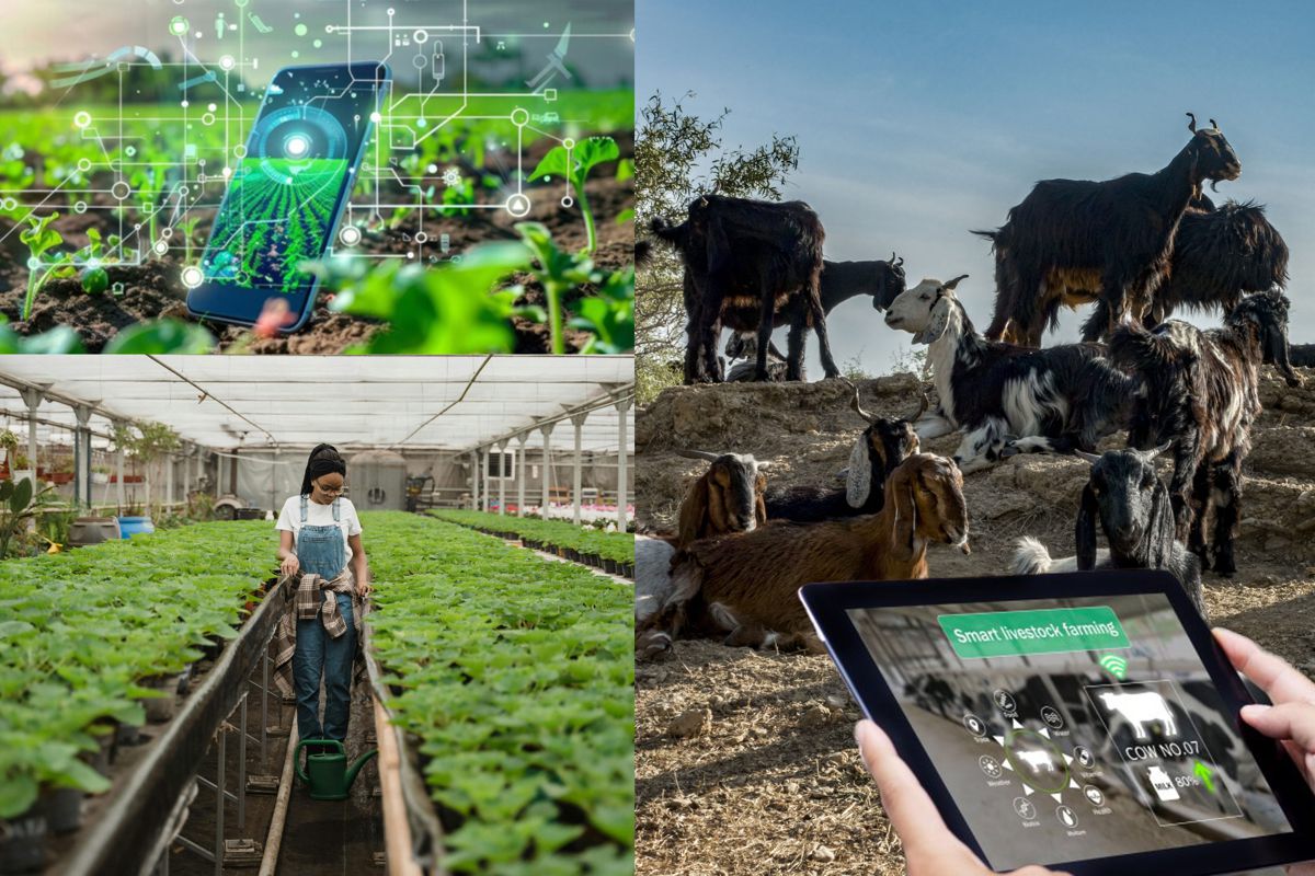 Crops in a greenhouse and goats in a field, each viewed through a monitoring app on a tablet