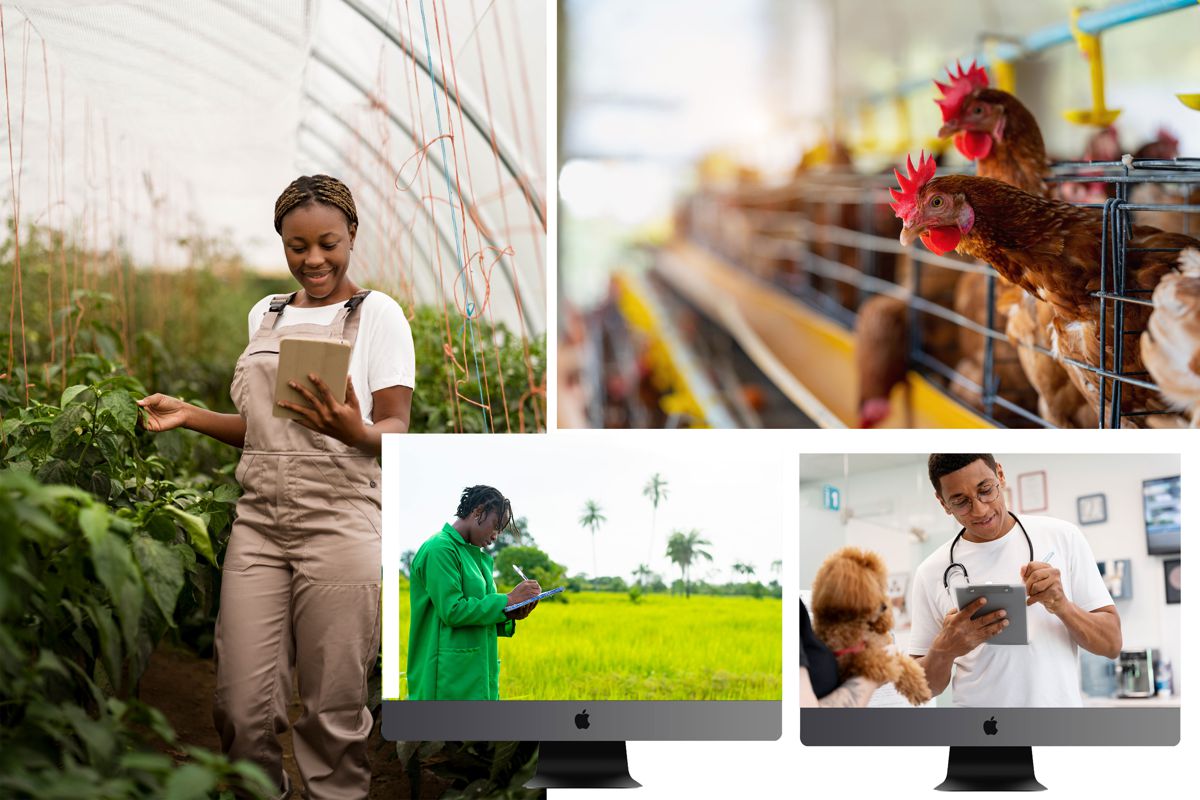 A farmer in a greenhouse and poultry in a barn, with an agronomist and a vet on video calls